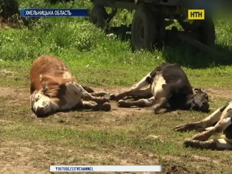 На Хмельниччині потруїли корів у фермерському господарстві