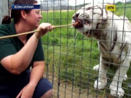 Тигр загрыз женщину в британском зоопарке