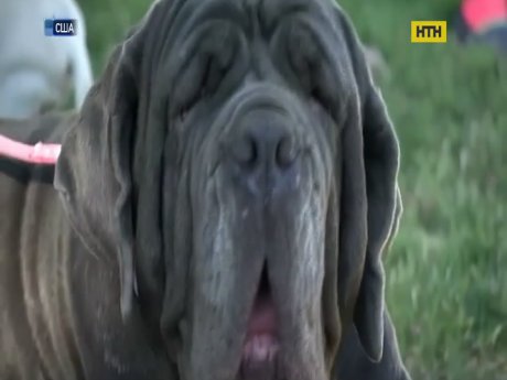 Мастиф завоевал титул самой уродливой собаки