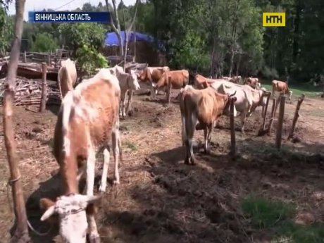 Неадекватна фермерка обурила односельців на Вінничині