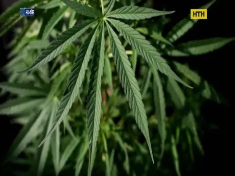 Чи потрапить медична марихуана на полиці українських аптек