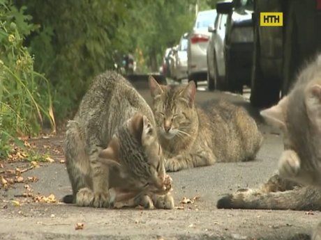 У столиці визнали права вуличних котів