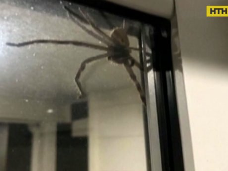 Гигантский паук ворвался на обед к супругам в Австралии