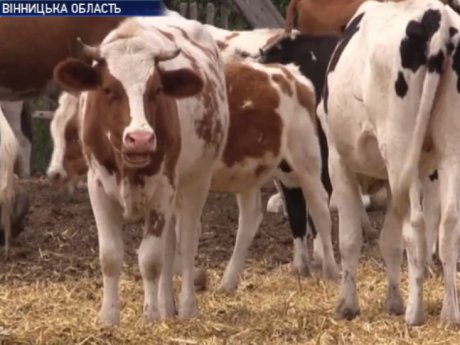 Корови замордували чоловіка на Вінниччині