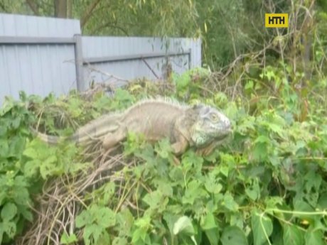 Голодна величезна ігуана місяць крала овочі на Київщині