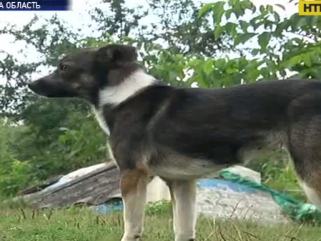 На Львівщині на лаві підсудних опинилося четверо собак