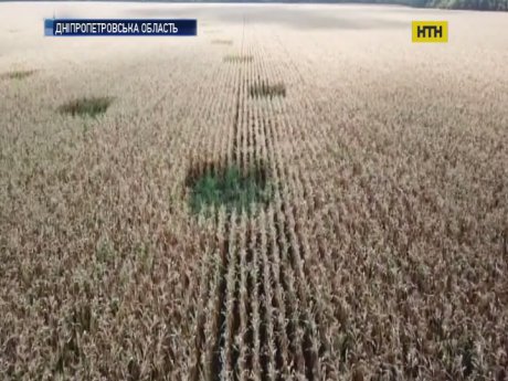 На Дніпропетровщині дрони викрили наркофермерів