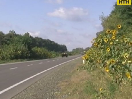 Заслужений діяч мистецтв України прикрасив квітами чотири десятки кілометрів траси Луцьк-Львів