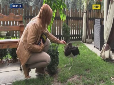 У вінницькому зоокуточку прихистили скаліченого червонокнижного птаха