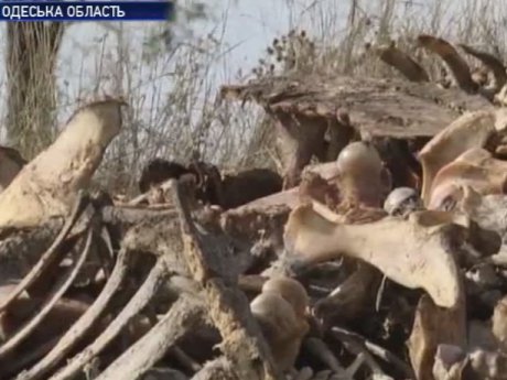 Вонючую кучу звериных костей выбросили на берегу лимана под Одессой