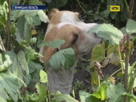Жертвами катастрофи в Калинівці стали покинуті напризволяще тварини