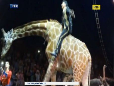 Ровенские зоозащитники обвиняют передвижной цирк в гибели жирафа