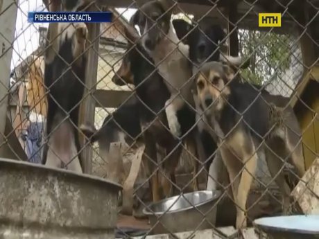 Пенсіонерка з Рівненщини прихистила більше сотні нікому не потрібних тварин