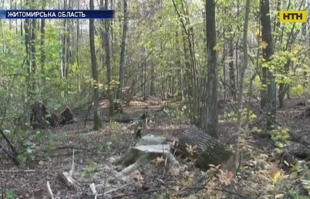 Браконьеры вырубили столетние дубы в Житомирской области