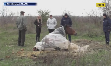 История спасения старенькой лошади