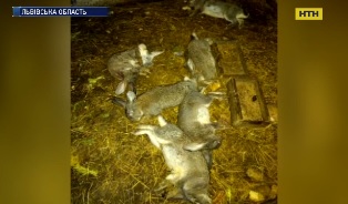 Чупакабра убила более 40 кролей во Львовской области