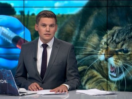 В Ровненской области  кот напал на пенсионерку