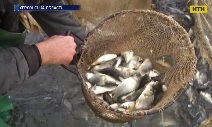 На Херсонщині зарибнили Дніпро коропом