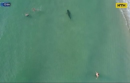 Тигровая акула заплыла на общественный пляж в Майами