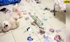 Собачка из Тайвани разорвала коллекцию порнографии своего хозяина
