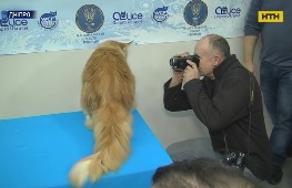 Самого большого кота Украины выбрали в Днепре