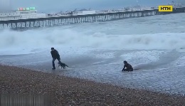 Британка спасла собаку, рискуя своей жизнью