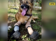 Собачке Коли в Таиланде изготовили высокотехнологичные протезы