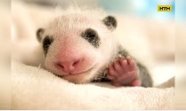 Гигантская панда, которая родилась во Франции, получила свое имя