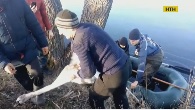 Вмерзшего в лед лебедя спасли жители Полтавской области