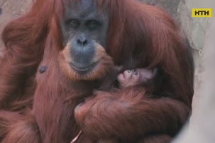 Мамина любовь: орангутанг Де Ди нежно обнимает своего малыша после долгой разлуки