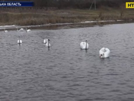 Лебеди в Винницкой области вместо теплых краев остались зимовать в холоде