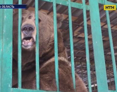 В Черниговской области погоду прогнозируют медведи