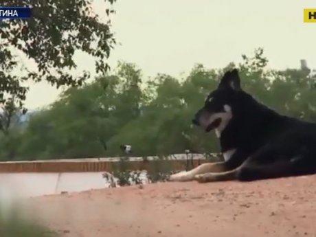 В Аргентині собака 11 років жив на могилі свого власника