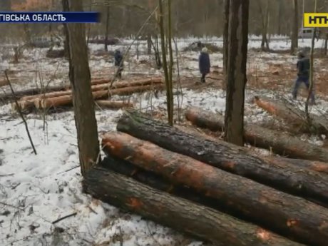 На Чернігівщині випилюють соснові ліси