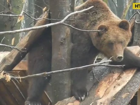 В Ивано-Франковской области медведь вылез на крышу деревянного дома