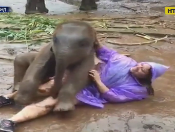 В Таиланде счастливый слон напал на туристку