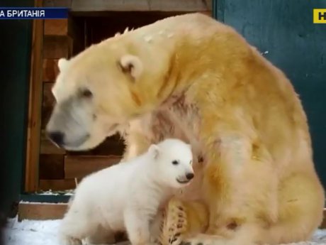 Детеныша белого полярного медведя, который родился в неволе за последние четверть века, показали в Шотландском зоопарке