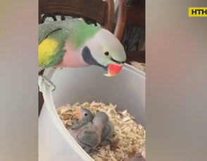 Ласковая мама-попугай стала звездой Интернета