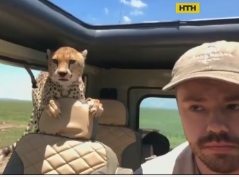 В Танзании гепард залез в авто туриста во время сафари