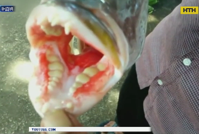 Рыбу с человеческими зубами поймал рыбак в Индонезии