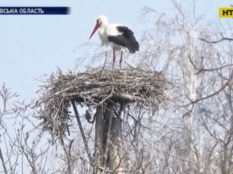 На Чернігівщині комунальники зруйнували гнізда лелек