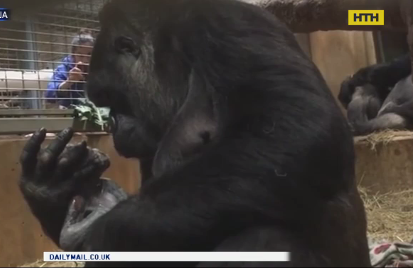 Мережу підкорило відео мами-горили, яка ніжно колисає своє дитинча