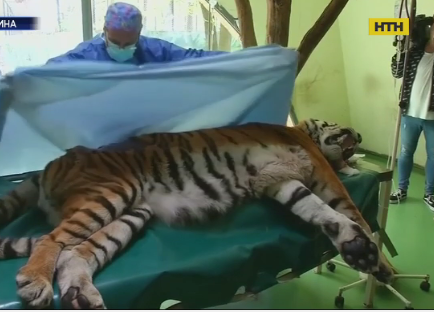 Унікальну операцію на лапі зробили тигру в угорському зоопарку