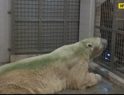 У Сінгапурі помер білий ведмідь Інука