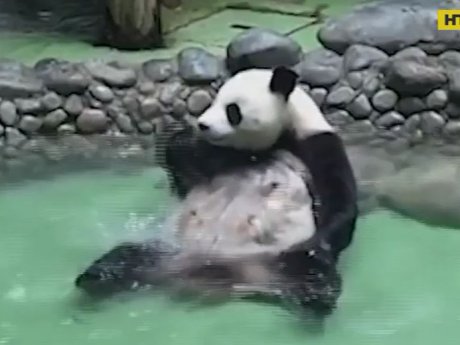 В Китае панды спасаются от жары водными процедурами