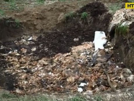 Куриный могильник нашли жители села на Буковине