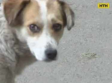 Беспризорные собаки массово атакуют жителей Николаева