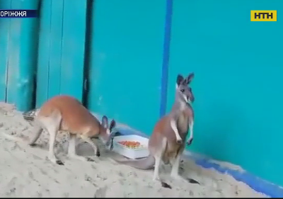 В Бердянский зоопарк привезли пару австралийских кенгуру