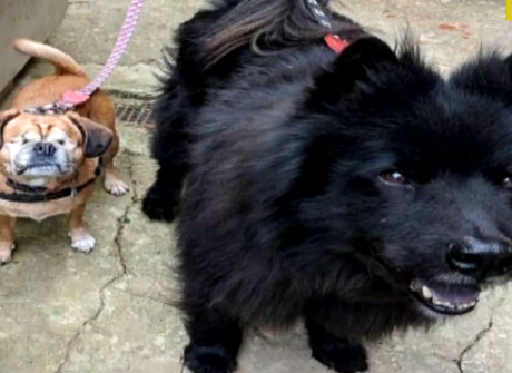 Неймовірна історія дружби між двома собаками сколихнула мережу