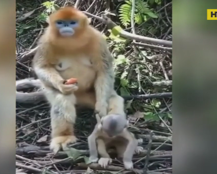 Пользователей социальных сетей возмутило отношение обезьяны к детенышу